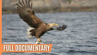 Wildlife in Germanys lakes  Full Documentary [upl. by Cliff]