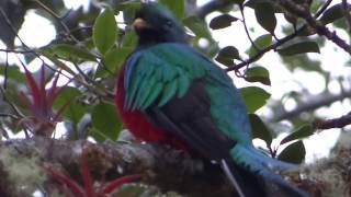 Resplendent quetzal singing [upl. by Suvart]