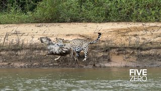 Careless Capybara gets Caught by Jaguar [upl. by Afira287]