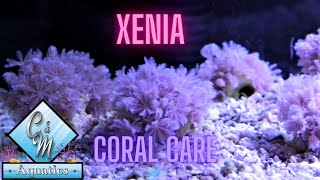 Xenia coral care and tips [upl. by Yesiad]