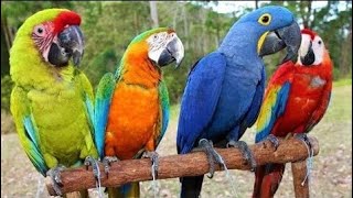 10 Guacamayos Más Hermosos del Mundo Que Querrás como Mascota [upl. by Suoicul]