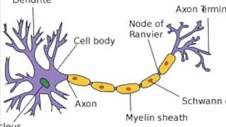 Types of Neuron [upl. by Yetnom]