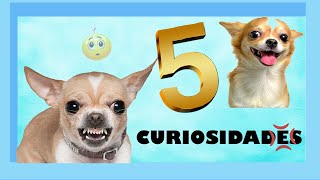 5 CURIOSIDADES que no sabias de los Perros CHIHUAHUA 🐶  QueTuany [upl. by Laamaj]