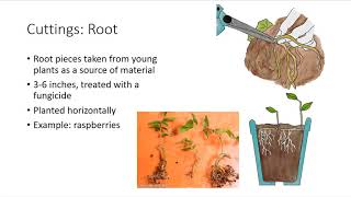 Asexual Plant Propagation [upl. by Gayle]