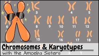 Chromosomes and Karyotypes [upl. by Eibbed97]