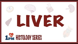 Liver Histology [upl. by Hadden]