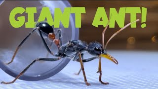 Myrmecia rufinodis  Mini Documentary [upl. by Lothaire]