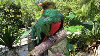 Resplendent Quetzal Bird Sound [upl. by Neddie862]