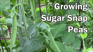 How To Grow Peas and What To Expect While They Are Growing [upl. by Lean]