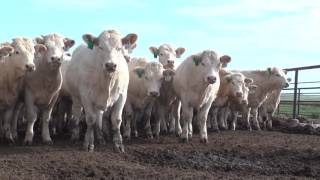 The American Rancher featuring The American International Charolais Association 2016 [upl. by Aiyram]