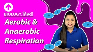 Aerobic amp Anaerobic Respiration  Hindi  Biology [upl. by Nihsfa]