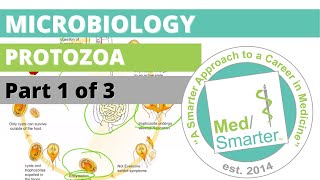 Protozoa  Microbiology  USMLE STEP 1  Part 1 of 3 [upl. by Iroj]