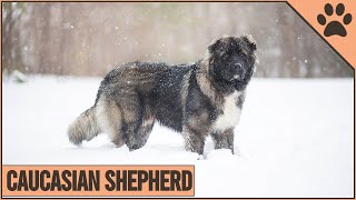 Caucasian Shepherd  Dog Breed Information  Dog World [upl. by Joana275]