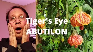 How to Pot Up Cuttings from Tigers Eye Abutilon [upl. by Slrahc]