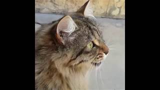 Cats Chirping and Chattering  CAT COMPILATION [upl. by Ynneh]