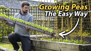 How to Grow Peas  The Simple Guide to a Fantastic Harvest [upl. by Hgieliak]