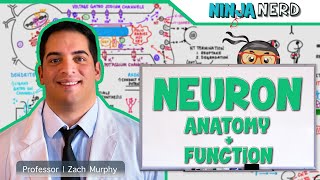 Neurology  Neuron Anatomy amp Function [upl. by Shriner173]