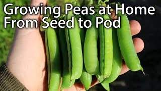 How to Grow AMAZING Peas  From Planting to Harvesting [upl. by Howenstein]