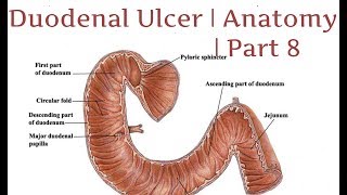 Duodenal Ulcer  Anatomy  Part 8 [upl. by Nerine129]