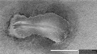 Early chick embryo development somitogenesis [upl. by Naara]