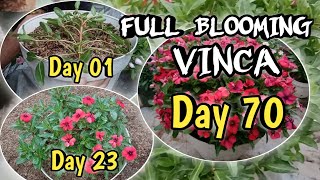 Vinca full blooming  creative ideas of growing vinca flowers [upl. by Crockett]