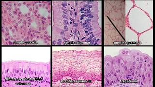 Identifying Epithelium  Review and Practice Questions [upl. by Godspeed]