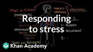 Responding to stress  Processing the Environment  MCAT  Khan Academy [upl. by Dohsar289]