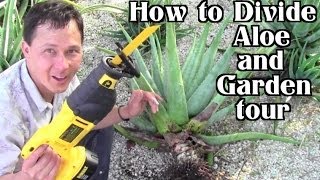 Front Yard Aloe Garden Tour How to Harvest Transplant amp Divide Pups [upl. by Annael]