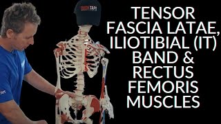 Anatomy Series  Tensor Fascia Latae Iliotibial IT Band amp Rectus Femoris Muscles [upl. by Zahavi]