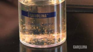 How to Care for Daphnia [upl. by Nealy]