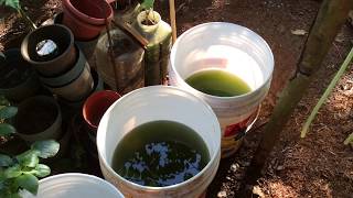 How to grow Green Water Algae [upl. by Ydna]