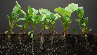 Spinach TimeLapse  40 days  Soil cross section [upl. by Gearalt264]