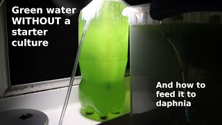 Green Water WITHOUT a Starter Culture  From Scratch  How To [upl. by Tavish]