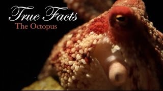 True Facts About The Octopus [upl. by Herzig]