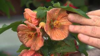 Abutilon or flowering maple has beautiful flowers [upl. by Norrag]