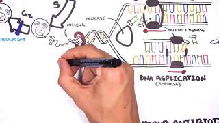 Pharmacology  Chemotherapy agents MOA Alkalating antimetabolites topoisomerase antimitotic [upl. by Ferne781]