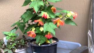 Flowering maple lucky lantern  Abutilon [upl. by Marylinda]