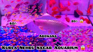 Cheapest Aquarium at Kurla Nehru Nagar 📍fish starting from 20 😱kurla aquarium vlog cheapest [upl. by Ecinev]