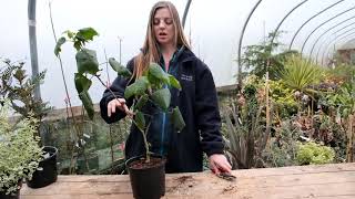 Pruning abutilons  Burncoose Nurseries [upl. by Aihseyk850]