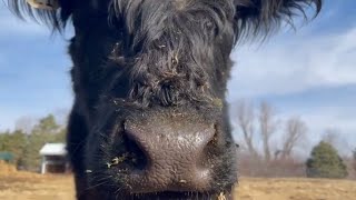 Nosy Cows  Belted Galloway Homestead [upl. by Toby]