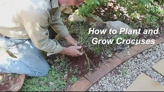 How to Grow Crocuses [upl. by Maggs]