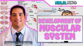 Embryology  Development of Muscular System [upl. by Yeliah]