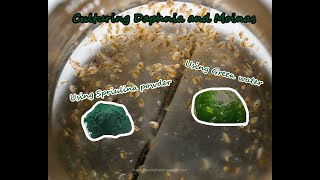 How To Culture Daphnia and Moinas using Green Water Spirulina powder [upl. by Nedrud]