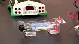 How To Load and Run Agarose Gel Electrophoresis [upl. by Nirag4]