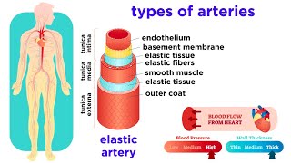 The Circulatory System Part 2 Blood Vessels [upl. by Chute]