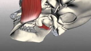 Muscles of Mastication  Anatomy Tutorial [upl. by Eibloc]