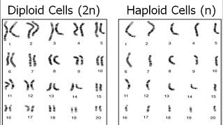 Haploid vs Diploid [upl. by Christabel]