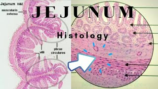 Abdominal Anatomy on Computed Tomography [upl. by Bonnette]