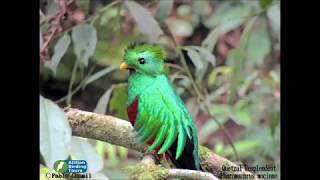 Quetzal Resplendent Tour Guatemala Birdwatching [upl. by Henriette894]