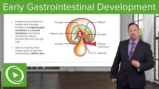 Early Gastrointestinal Development – Embryology  Lecturio [upl. by Oina495]